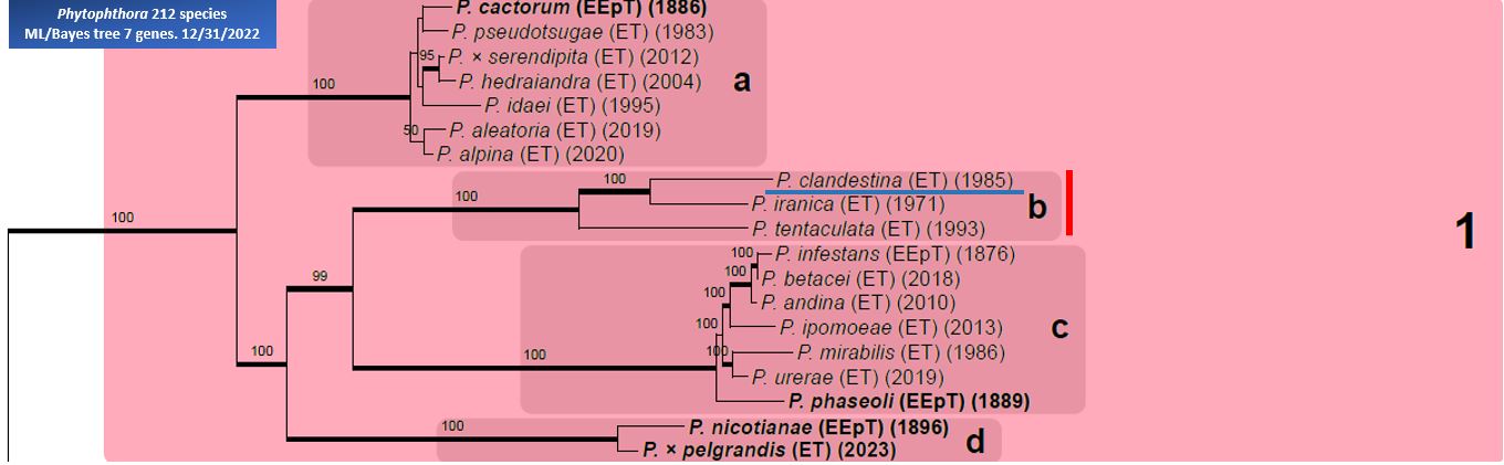    Phytophthora  spp. in subclade 1b:  portion of the seven-loci ML phylogeny featuring the type cultures of 212 described species (by T. Bourret). Notice the position of   P. clandestina  Ex-type CBS 347.86 = Samp;T BL 15 . Gloria Abad, USDA Samp;T.
